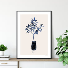 Blue Fig Tree in Pot