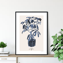 Blue Schefflera in Basket