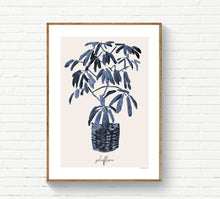 Blue Schefflera in Basket