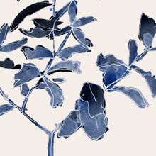 Blue Fig Tree in Pot