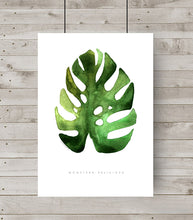 Monstera Deliciosa Leaf