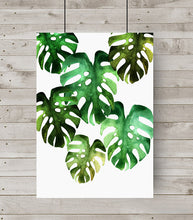 Monstera Deliciosa Leaves
