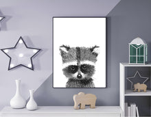 Baby Racoon