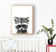 Baby Racoon
