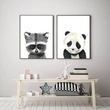 Baby Racoon