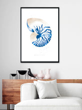 Nautilus Shell