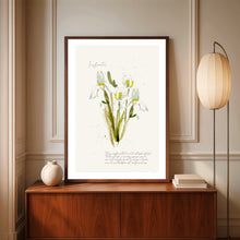 Iris Florentina