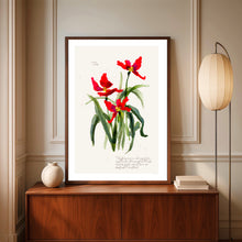 Tulip